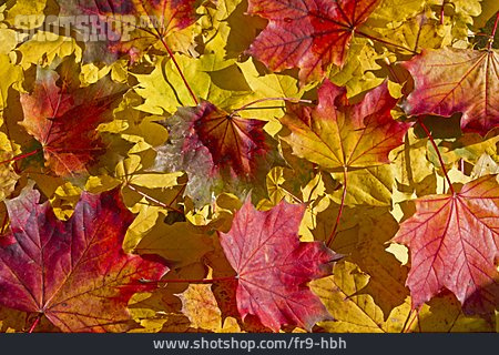 
                Herbstlaub, Ahornblatt, Blattfärbung                   