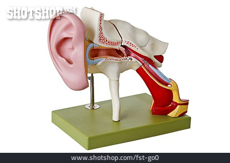 
                Ohr, Gehörgang, Gehör, Innenohr                   