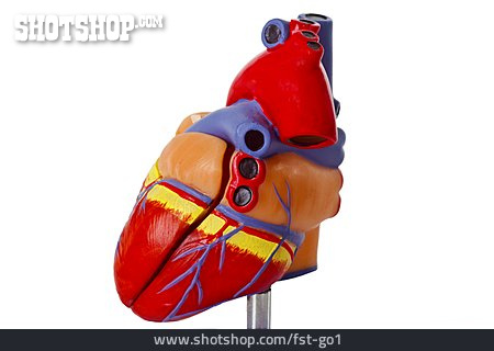 
                Herz, Anatomie                   