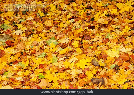 
                Herbstlaub, Waldboden                   