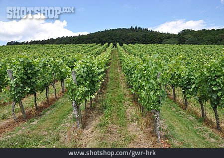 
                Landwirtschaft, Weinanbaugebiet                   