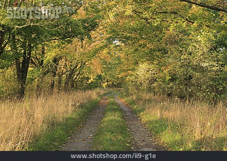 
                Waldweg, Herbstlich                   