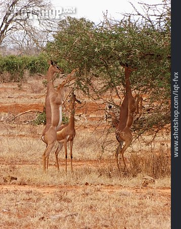 
                Gazelle, Giraffengazelle                   