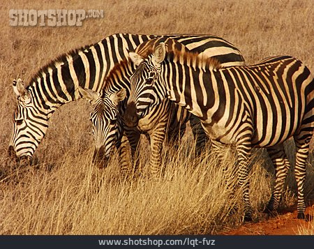 
                Grasen, Zebra                   