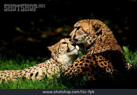 
                Cheetah, Animal Couple                   