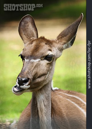 
                Antilope, Nyala                   