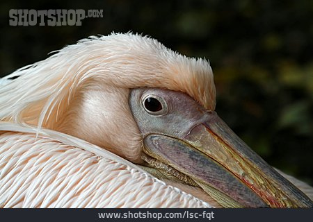 
                Pelikan                   