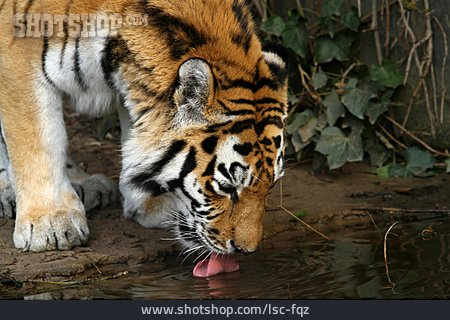 
                Trinken, Sibirischer Tiger                   