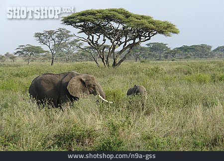 
                Elefant, Savanne, Tansania                   