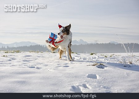 
                Winter, Weihnachten, Hund, Geschenk                   