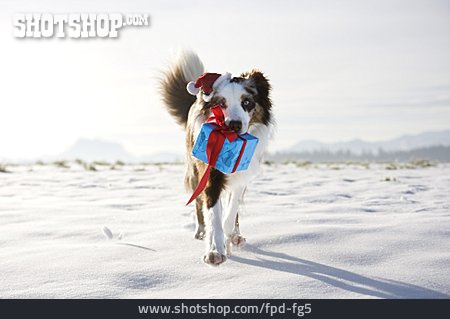 
                Weihnachten, Hund, Geschenk, Australian Shepherd                   