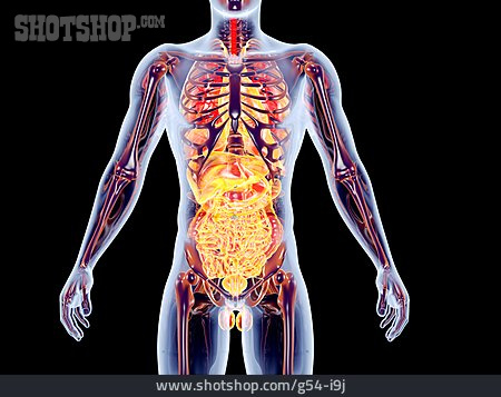
                Anatomy, Medical Illustrations, Human Internal Organ                   