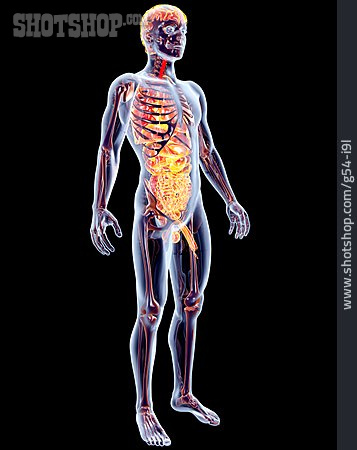 
                Anatomie, Medizinische Grafik, Organe                   