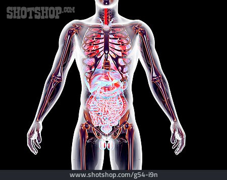
                Anatomie, Medizinische Grafik, Organsystem                   