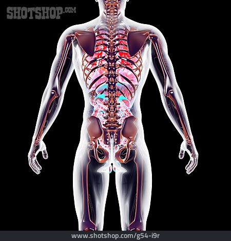 
                Anatomy, Medical Illustrations, Human Internal Organ                   