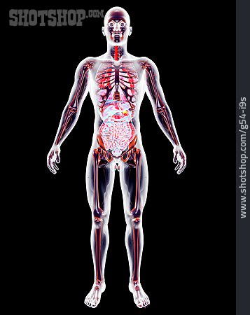 
                Medical Illustrations, Glass Man, Human Internal Organ                   