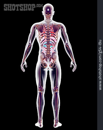 
                Medizinische Grafik, Innere Organe, Organsystem                   