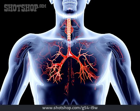 
                Bronchien, Atmungsorgan, Bronchialsystem                   