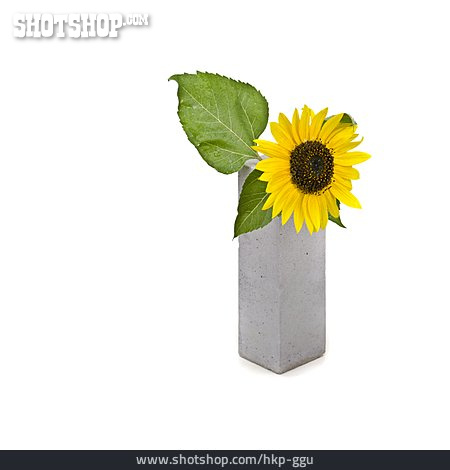 
                Sonnenblume, Vase                   