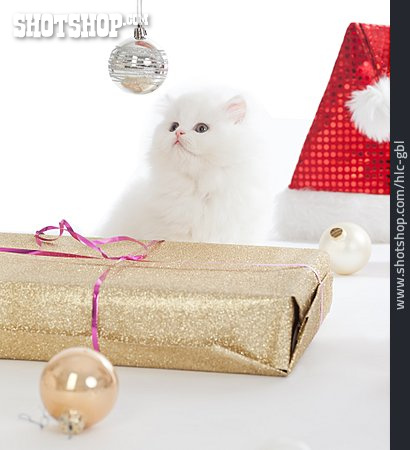 
                Katze, Weihnachtsgeschenk, Katzenbaby                   