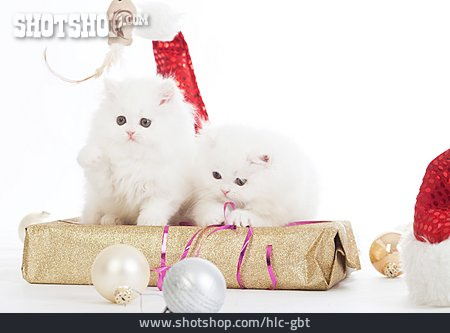
                Katze, Weihnachtsgeschenk, Katzenbaby                   