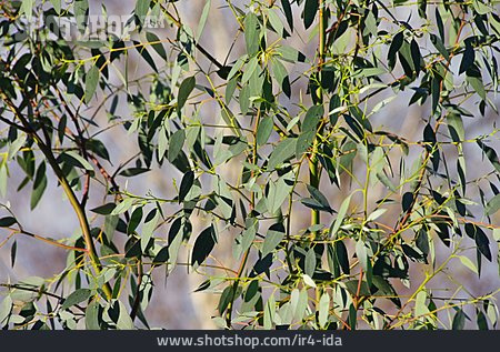
                Eukalyptus, Blattwerk                   