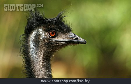 
                Emu, Vogelkopf                   