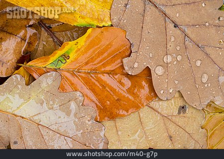 
                Herbstlaub, Buchenblatt, Eichenblatt                   