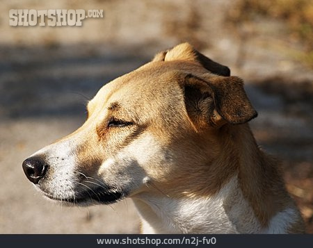 
                Hundekopf, Mischlingshund                   