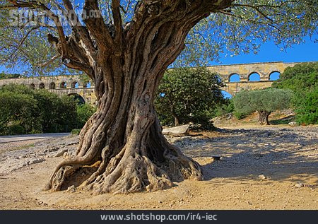 
                Olivenbaum, Pont Du Gard                   