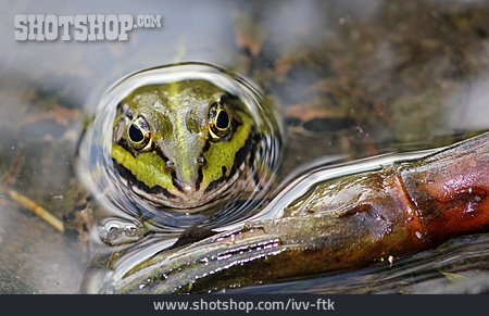 
                Frosch, Wasserfrosch                   