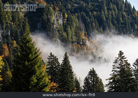 
                Nebel, Nadelwald                   