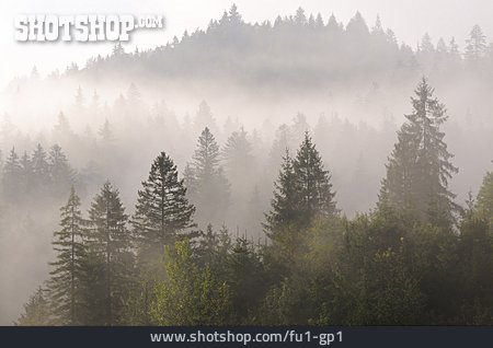 
                Nadelwald, Nebelschwaden, Morgennebel                   