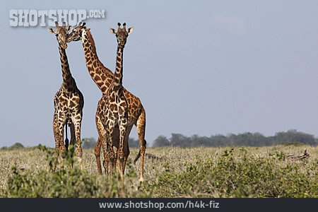 
                Giraffe, Safari                   