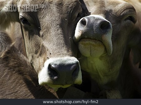 
                Kuh, Tierfreundschaft, Kuhkopf                   