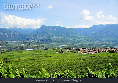 
                Weinbau, Südtirol, Weinlandschaft, Tramin, Auer                   