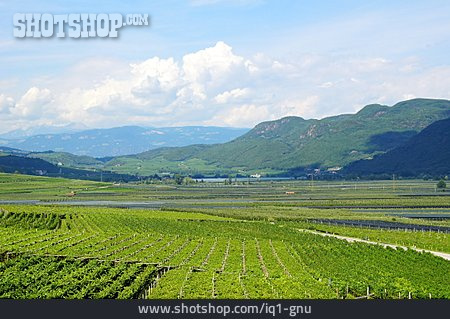 
                Weinbau, Weinlandschaft, Tramin                   