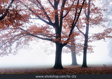 
                Fog, Autumn, Oak Tree                   
