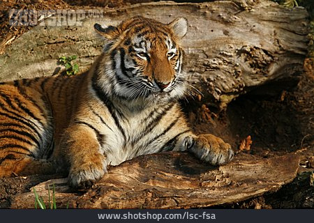 
                Tiger, Sibirischer Tiger                   