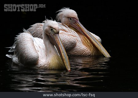 
                Pelikan, Tierpaar                   