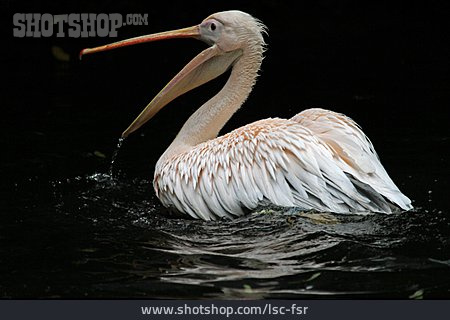 
                Pelican                   