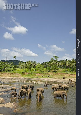 
                Elefant, Elefantenherde, Pinnawela                   