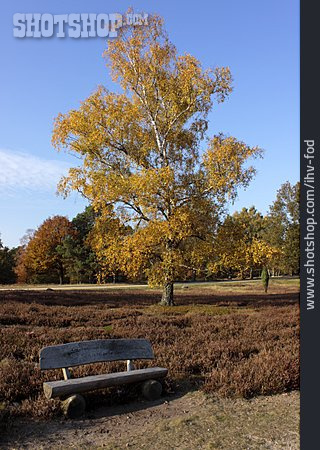 
                Herbstlich, Holzbank, Lüneburger Heide                   