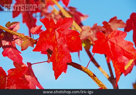 
                Herbstlaub, Blattfärbung, Amberbaum                   