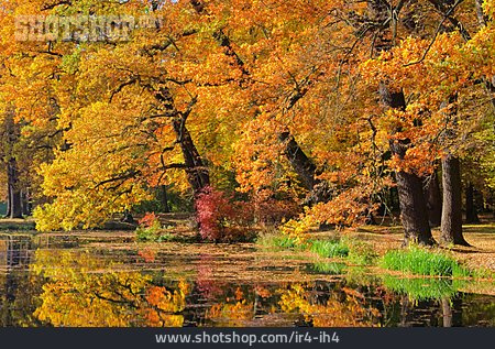
                Herbstlich, Fürst-pückler-park                   