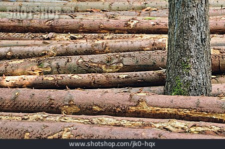 
                Baumstamm, Forstwirtschaft, Holzwirtschaft                   