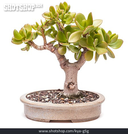 
                Bonsaibaum, Jadebaum                   