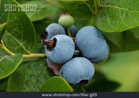 
                Heidelbeere, Blaubeerstrauch                   