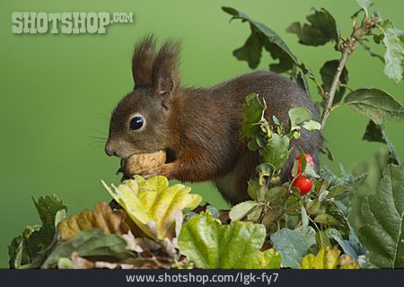 
                Nahrung & Nahrungsaufnahme, Eichhörnchen                   