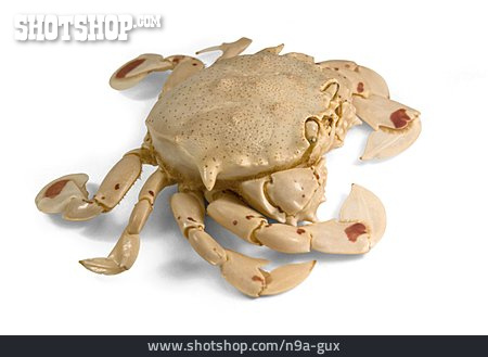 
                Krabbe                   